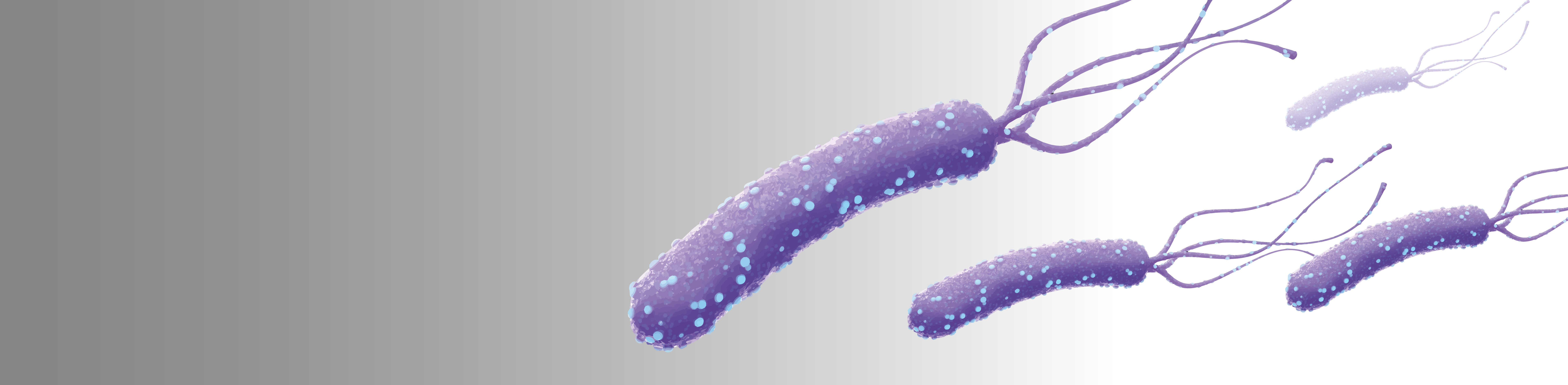 slider_hpylori