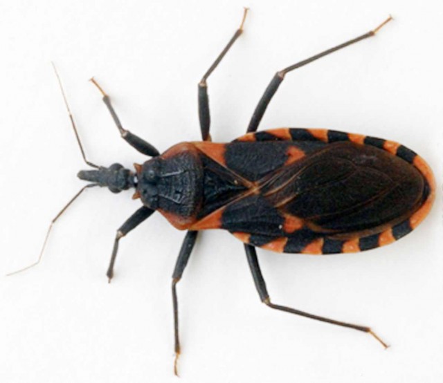 chagas.jpg