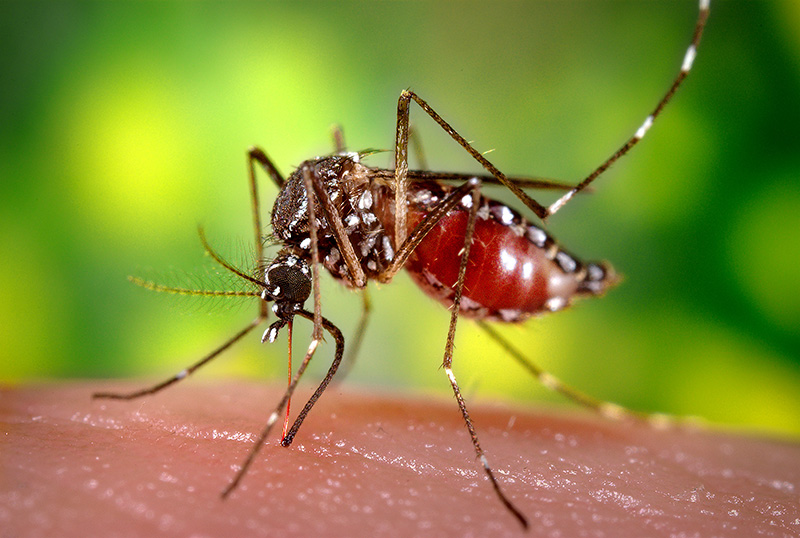 Dengue1_800x.jpg