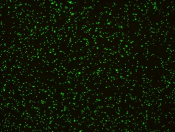 Bartonella quintana